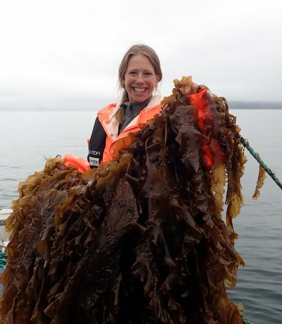 The author with an armful of kelp. Photo: Trond Ivarjord / Akvaplan-niva