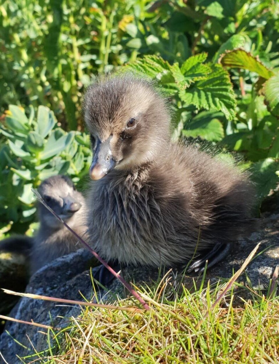 Two newly hatched eider chicks on a trip to the sea – the chicks have a greater likelihood of surviving after they reach the water and can grow large enough to avoid being eaten by large gulls. Photo: Bård-Jørgen Bårdsen, NINA.