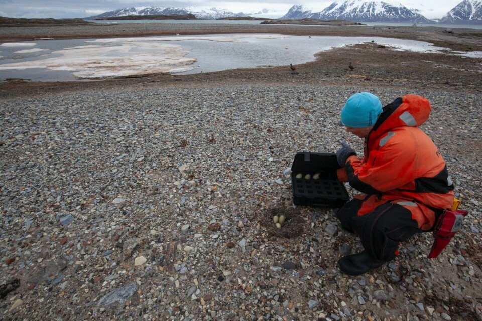 Eggs are collected every year from breeding common eider ducks in Kongsfjorden for the Norwegian Environmental Specimen Bank. Photo: Oddgeir Sagerup
