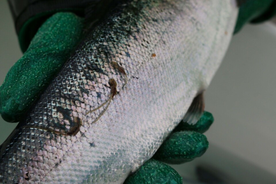 Adult female lice on a salmon. The long strings contain eggs. Photo: Karin Bloch-Hansen, Akvaplan-niva