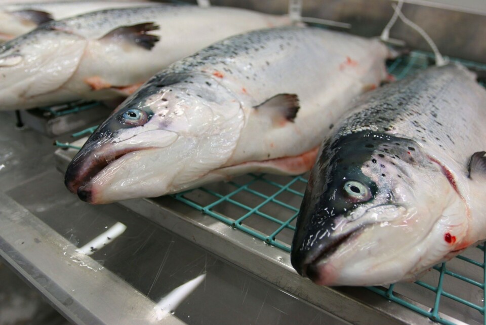 Salmon farming in the North: How do we regulate growth?