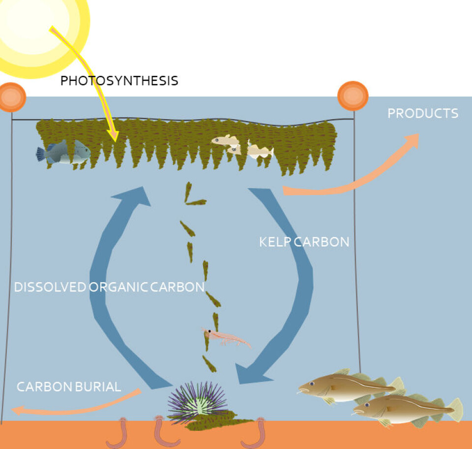 The benefits of subarctic kelp cultivation