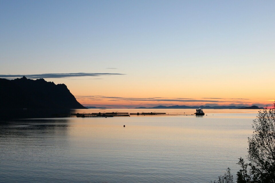 Salmon farming provides income to rural Norway, and farmed salmon provides food to people in many parts of the globe. In the High North, Atlantic salmon is the dominating farmed species, and further growth is expected. Photo: Nofima