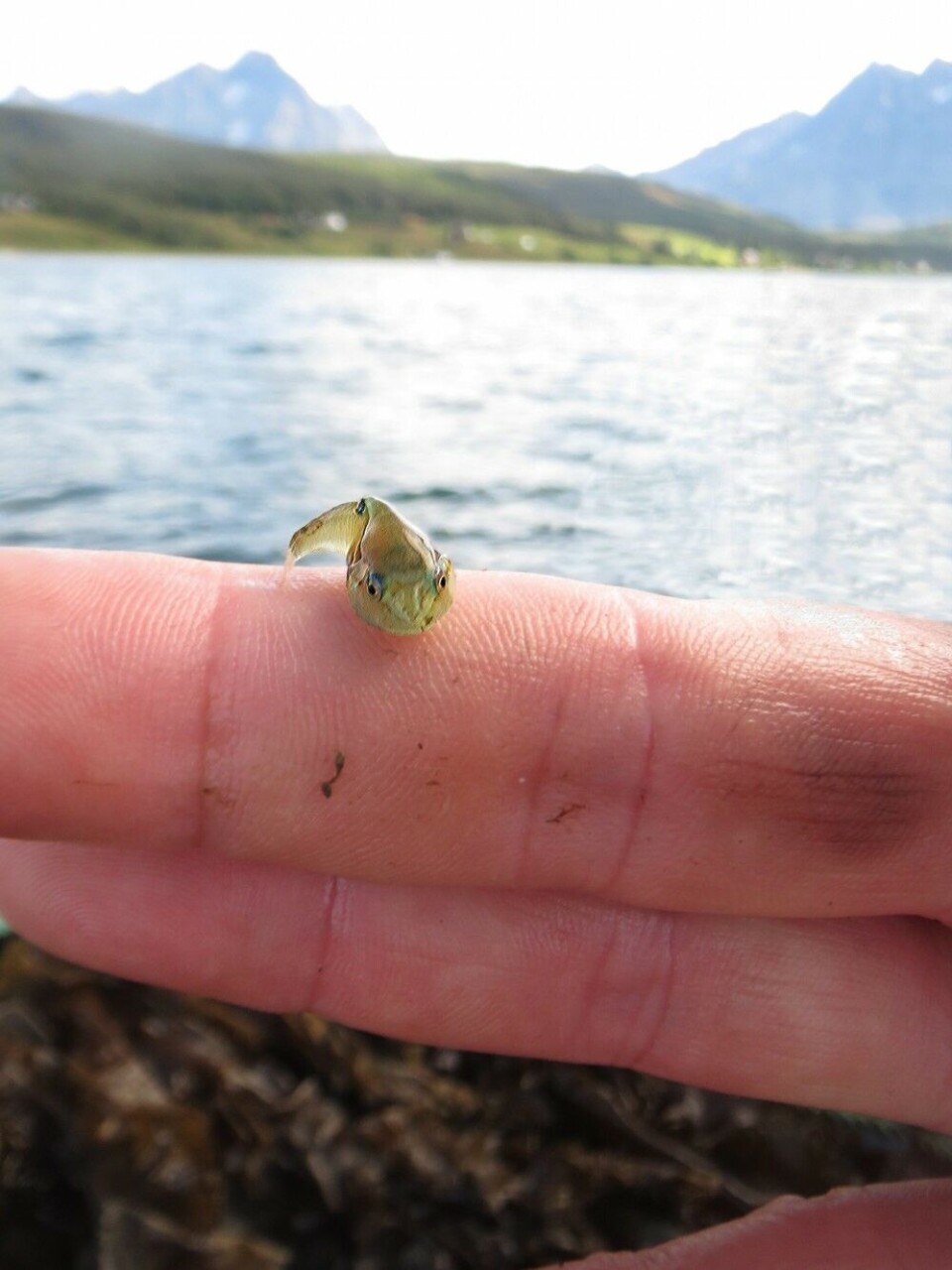 Many lumpfish spend their first months in seaweed. Their pectoral fins form suction cups which allow them to rest attached to kelp blades or other solid surfaces. Photo: Sanna Matsson / Akvaplan-niva