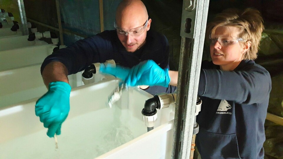 At the research station on Kvaløya. Pernilla Carlsson from NIVA adds hydrogen peroxide while Luca Tassara from Akvaplan-niva stirs. Photo: Helge M. Markusson/ Fram Centre