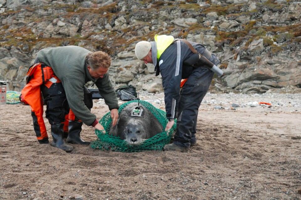 A bearded seal is released. It has been tagged with a satellite transmitter and various samples have been taken that provide researchers with information about things such as movement patterns. Photo: Kit Kovacs, Norwegian Polar Institute.