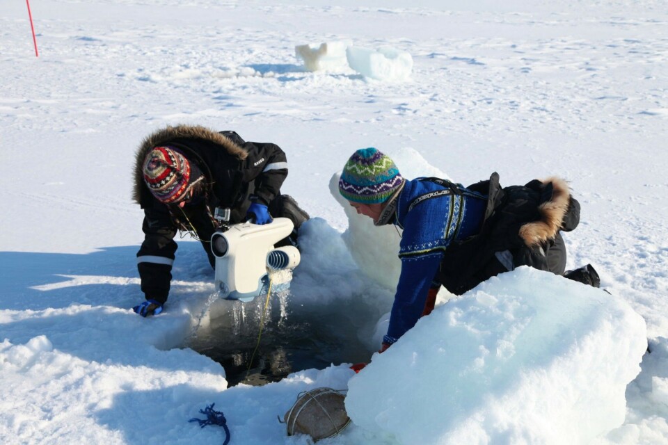 The melting Arctic: how algal blooms change in rapidly warming seas