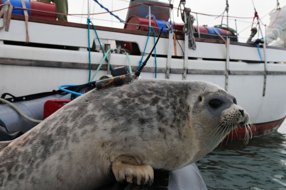 Ringed seal with a transmitter glued to its fur. This records dive data and measures salinity, temperature and the seal’s location. This information is sent to the researchers via satellites. The transmitter falls off during the seal’s annual moult. Photo: Kit Kovacs, Norwegian Polar Institute.