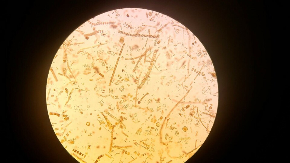 Through a microscope, the stunning diversity of phytoplankton becomes obvious. These specimens were sampled in Van Mijenfjorden during the spring bloom. Photo: Ane Cecilie Kvernvik