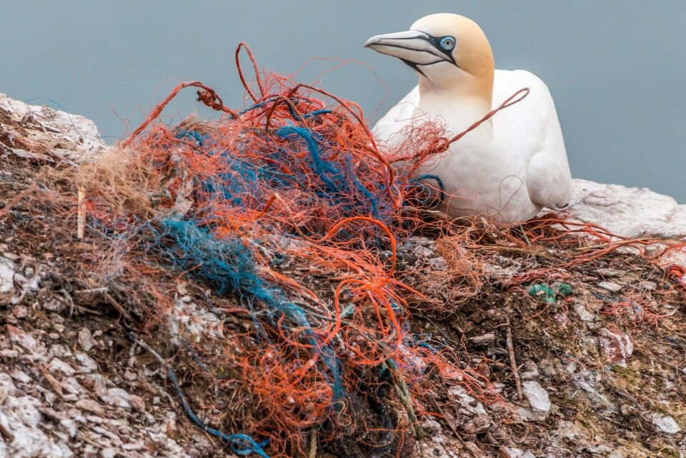 Dsolve: working to prevent plastic litter in the marine environment