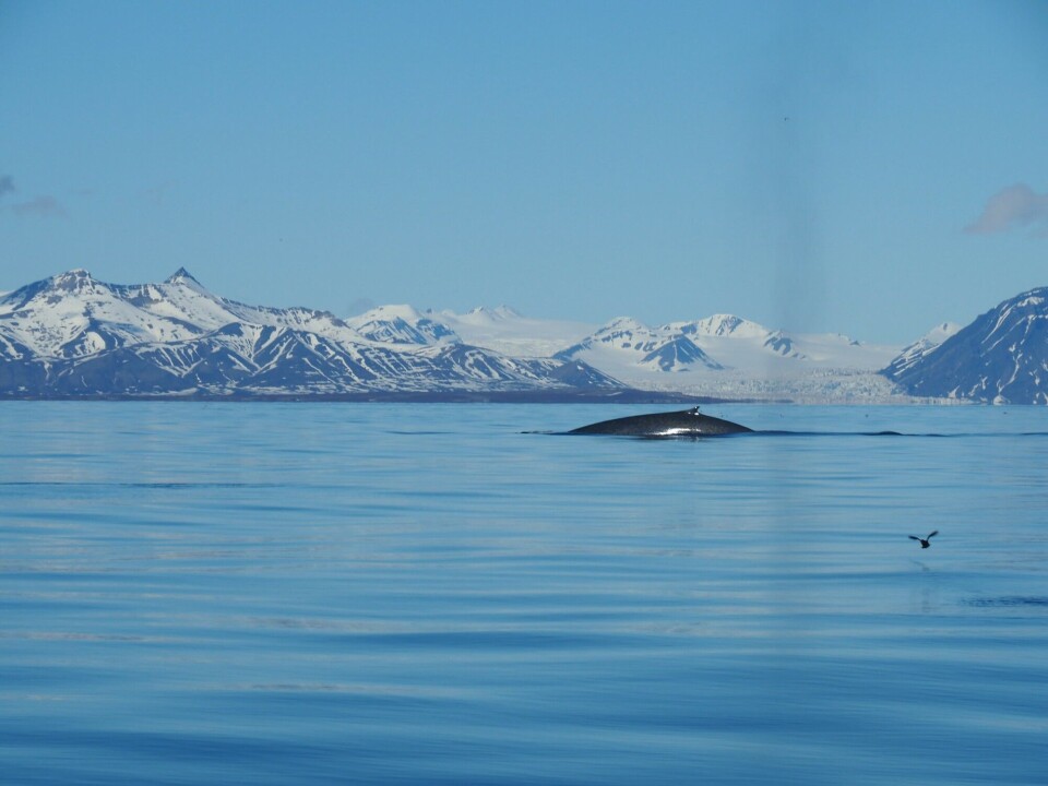 Pollutants in ocean’s giants