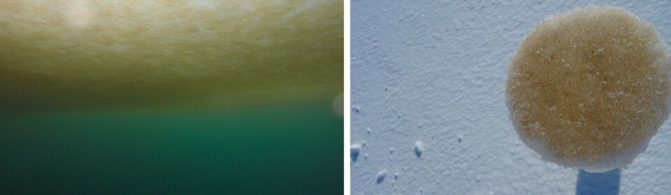Photo left: Sea ice algae form a brownish layer on the underside of the ice of Van Mijenfjorden in April 2017. The ongoing phytoplankton bloom colours the water green. Photo: NTNU AUR-Lab / Blueye RoboticsPhoto right: Sea ice algae growing in the underside of an ice core. Photo: Eva Leu