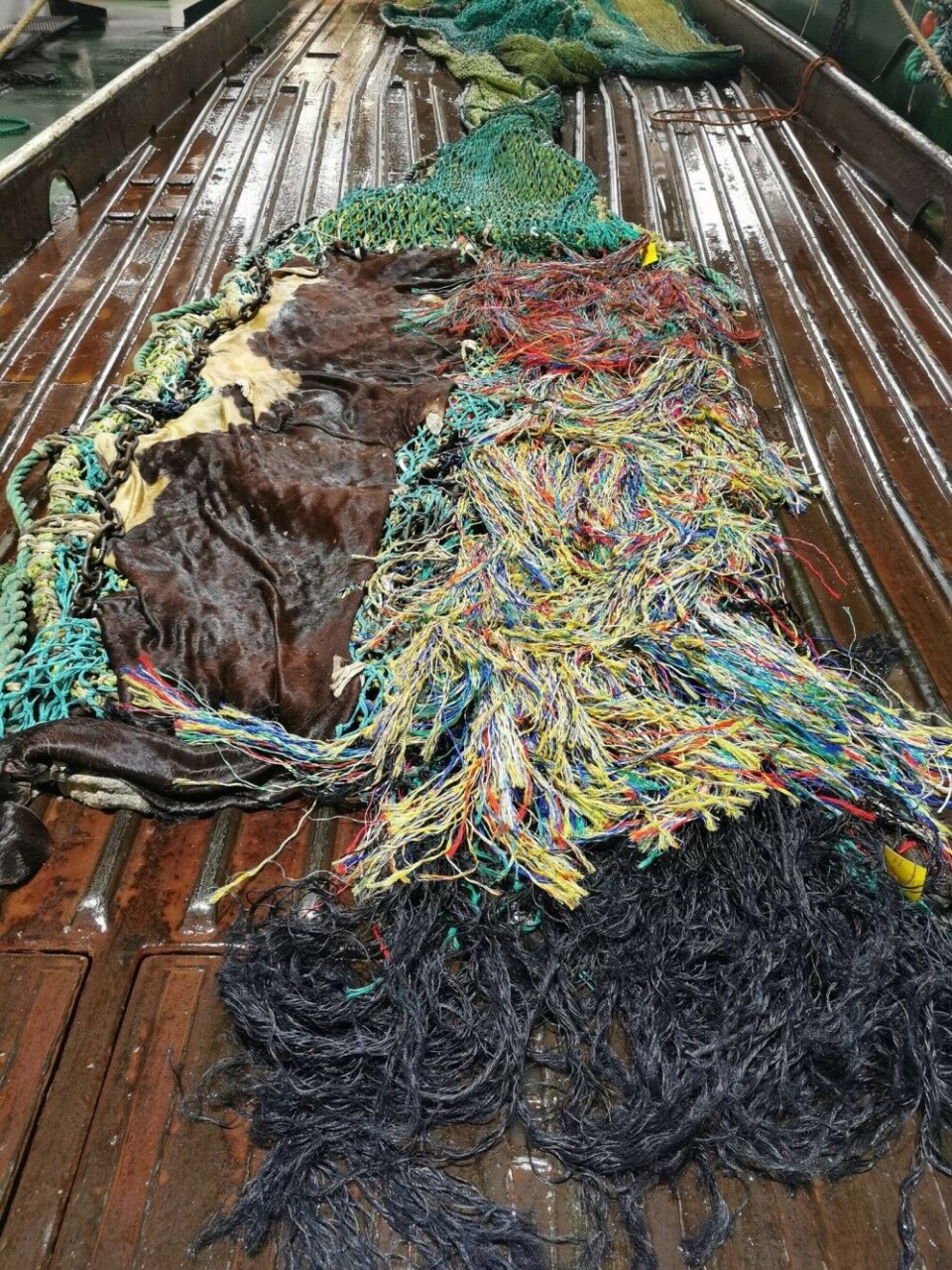 In December 2021, we did an experiment to compare the resilience of two different materials, one natural and one synthetic, when used in real-life conditions. The photo shows a “cod-end”, the aft part of a trawl net, where captured fish accumulate. To protect the net from damage caused by abrasion against the seabed, and prevent loss of fish, the underside of the cod end is covered by a protective mat called a “chafer”. Modern trawling often uses chafers made of synthetic petroleum-based fibres known as dolly ropes. One natural alternative is to make chafers out of cowhide, as was common practise among trawlers until the mid 1970s. In our experiment, we deployed a trawl net fitted with cowhide (left side) and dolly ropes (right side), and afterwards examined the two materials for strength and signs of abrasion. The results are still preliminary, but visual inspection after each tow showed that some fibres easily detached from the dolly rope chafer during operations on the trawl deck. We hardly saw any marks on the cowhide. Photo: Roger B Larsen / UiT The Arctic University of Norway