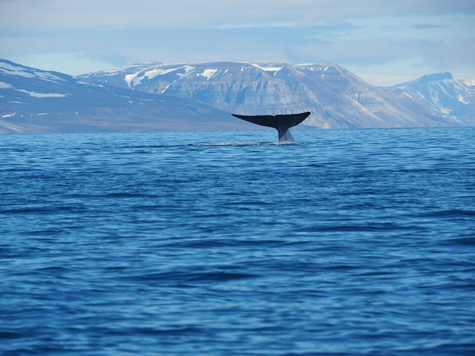 During the industrial whaling period in the 20th century, over a million blue whales and fin whales were removed from the world’s oceans. Populations are recovering, but these giants are still classified as Endangered and Vulnerable. Photo: Heli Routti / Norwegian Polar Institute