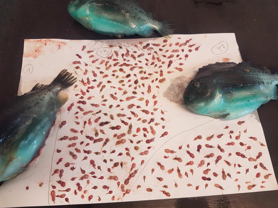 Lumpfish and their gut content of sea lice, salmon lice, and Caligus elongatus, examined as part of a large scale study of lumpfish grazing efficiency. The long-term goal is to be able to select good sea lice eaters for selective breeding. Photo: Tonje Cecilie Urskog / Grieg Seafood Finnmark