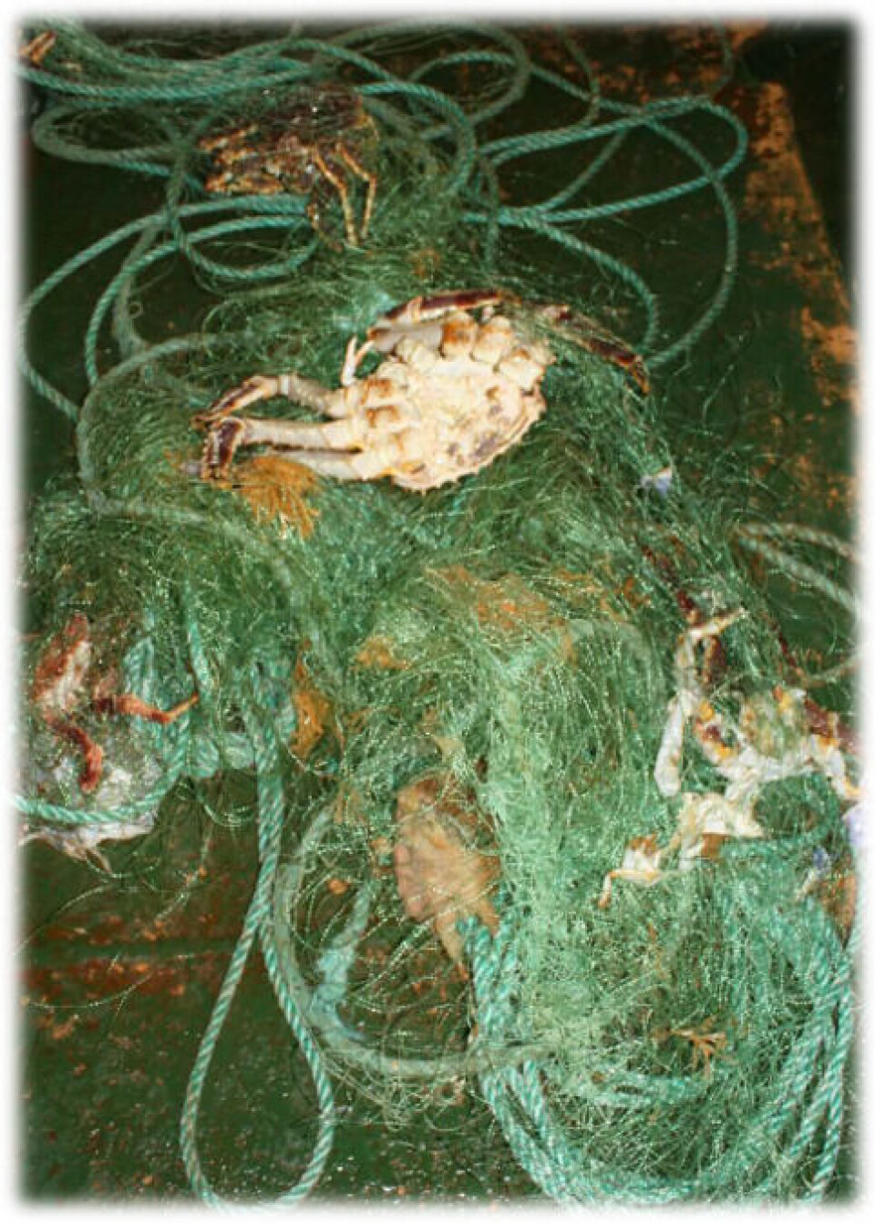 In March 2016, a section of a lost bottom set gillnet for cod was found during trawl experiments at about 250 depth off the coast of northern Norway. The net contained red king crabs, living and dead. Photo: Roger B Larsen / UiT The Arctic University of Norway