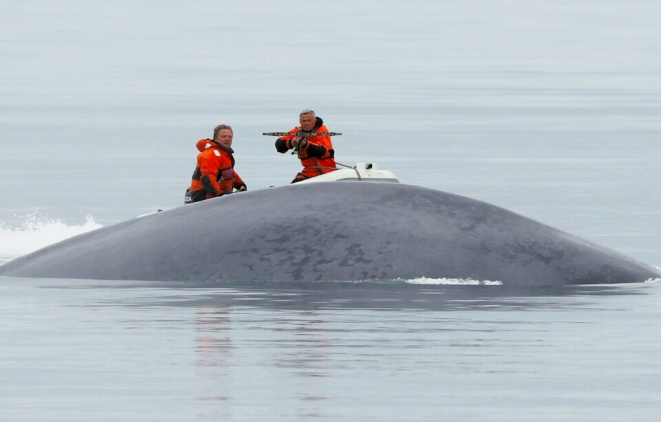 Blubber biopsies were collected from 18 blue whales and 12 fin whales to study levels and effects of pollutants. Photo: Guttorm Christensen//Akvaplan-niva