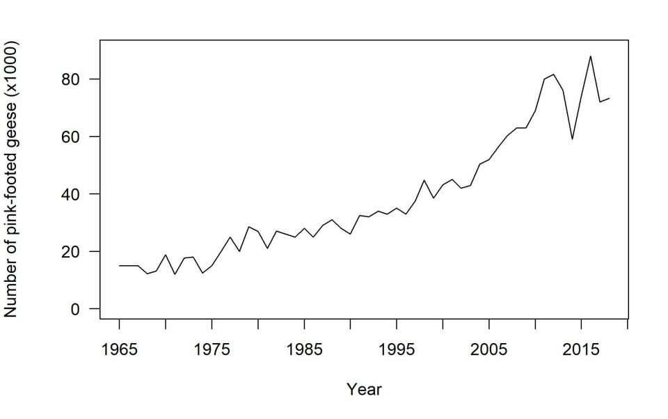 Pink-footed goose population. The pink-footed goose population has increased substantially during the last decades. Graph modified from the AEWA international single species management plan.