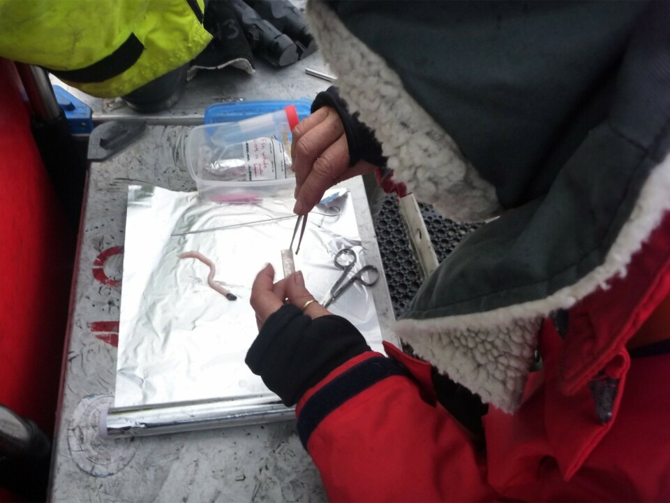 Studying potential health effects of pollutants in large whales is very challenging. However, a small biopsy can be used to get insights on the effects of pollutants at molecular and cellular levels. Photo: Christian Lydersen / Norwegian Polar Institute