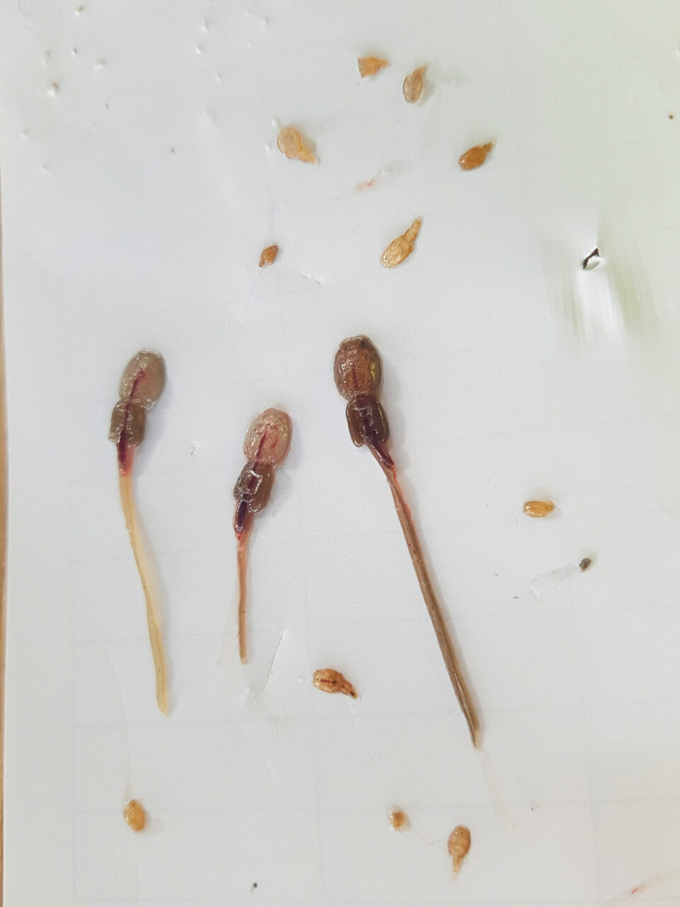 The three largest individuals are adult female salmon sea lice. The small one between their tails is a female salmon louse larva. The others cannot be identified from the photo. Photo: Karin Block-Hansen / Akvaplan-niva