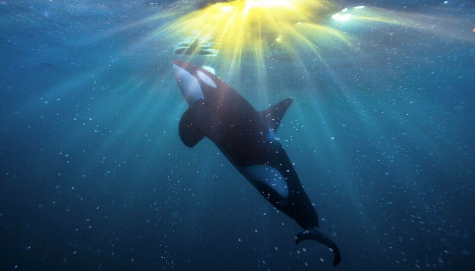 Killer whale off the Norwegian coast in rays of sunlight. Photo: Audun Rikardsen / UiT The Arctic University of Norway