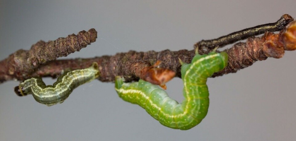Small engineers with a large impact: ecosystem consequences of moth outbreaks in sub-arctic forest