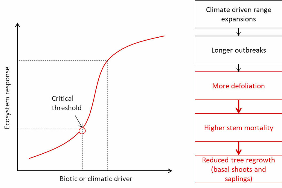 Critical ecosystem thresholds. Non-linear relationships between the level of disturbance by a biotic or climatic driver (for instance duration of insect outbreaks), and the response of the ecosystem (for instance tree mortality) indicates the presence of a critical threshold. Beyond the threshold a small increase in disturbance will result in a large change in the ecosystem. For the birch forest, such non-linear relationships have been identified both in the relationship between defoliation (the amount of leaves consumed by insect larvae) and stem mortality, and between stem mortality and regeneration from basal shoots and saplings (red sections of the figure).