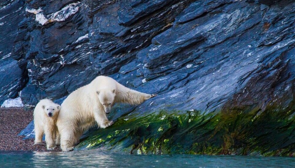 Female polar bear with cub observed under the midnight sun on the west coast of Svalbard. Photo: Pierre Blévin / Akvaplan-niva