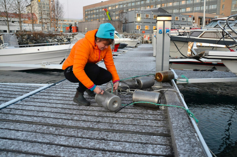 Dorte Herzke picks up pots used to collect, among other things, plastic particles that end up in the sea. Photo: Helge M. Markusson/The Fram Centre.