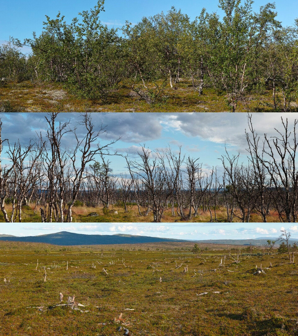 Birch forest states near Polmak in eastern Finnmark. Top: A healthy birch forest. Middle: Dead birch forest following several years of severe moth outbreaks. Bottom: In the foreground the remains of a birch forest killed by a moth outbreak in the 1960s. Only the decomposing stumps are left and there is no regeneration of the forest. The birch forest on the slopes in the background was by an outbreak in the mid 2000s. Photos: Jakob Iglhaut / Norwegian Institute for Nature Research