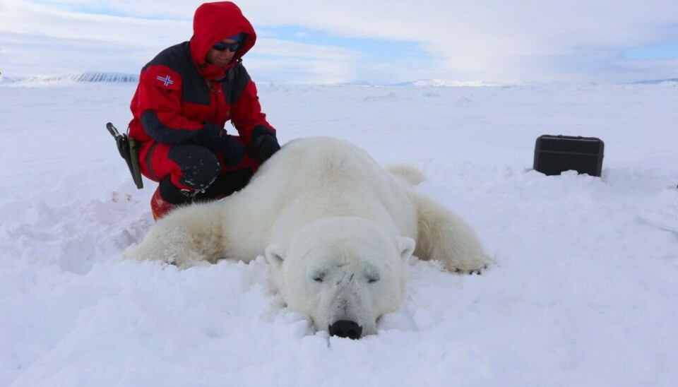 A dart fired from helicopter immobilised this female polar bear. Scientists are now ready to collect a biopsy sample. Photo: Magnus Andersen / Norwegian Polar Institute