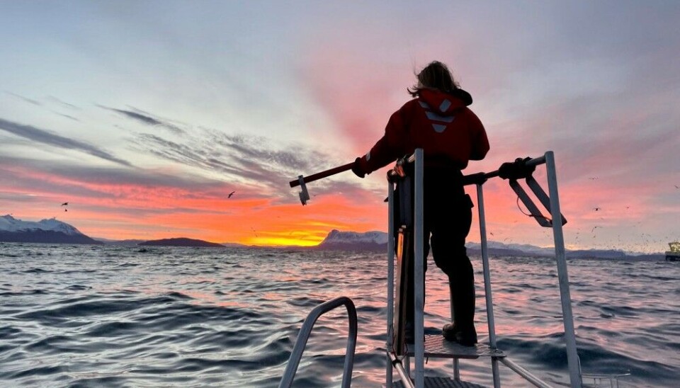 Waiting to collect a biopsy sample (a tiny piece of skin/fat) from killer whales. The implement used for this is an air gun. Photo: Deanna Marie Leonard / Institute of Marine Research