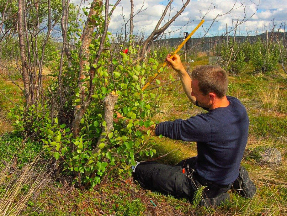 Post doctor Ole Petter Laksforsmo Vindstad measuring the height of a basal shoot on a damaged birch in Polmak, eastern Finnmark. Moritz Klinghardt / Norwegian Institute for Nature Research