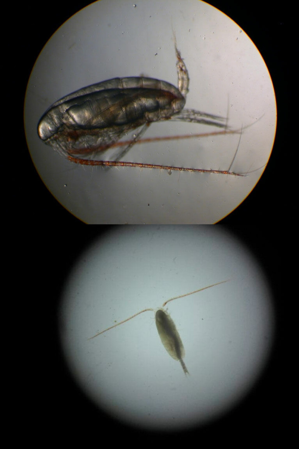 Dead copepod (Calanus) after exposure and a living specimen for comparison from marinespecies.org)