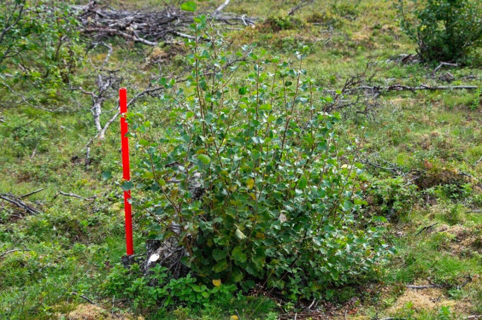 An experimental birch stump two years after logging, showing extensive production of basal shoots. The red pole is 50 cm tall. Photo: Moritz Klinghardt / Norwegian Institute for Nature Research.