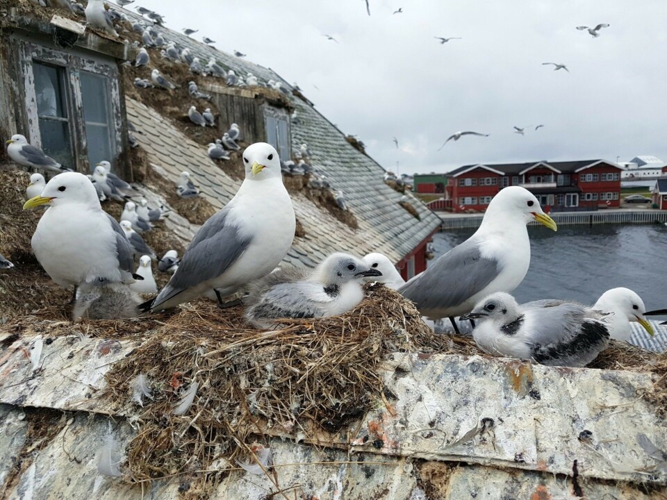 The kittiwake needs support to survive