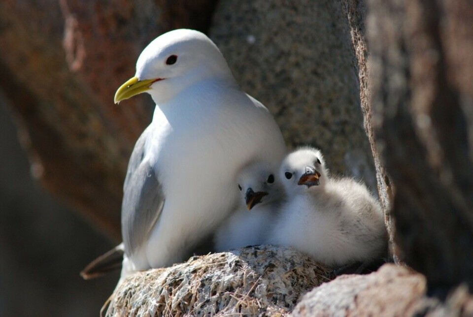 Climate change has led some of the kittiwake’s most important prey to change habitats, thereby becoming less accessible to birds nesting in the bird cliffs. Windier seas make it more difficult to find food on the surface of the water. Predation from white-tailed eagles, great black-backed gulls, and corvids also poses a threat to the little gull. Photo: Signe Christensen-Dalsgaard / Norwegian Institute for Nature Research