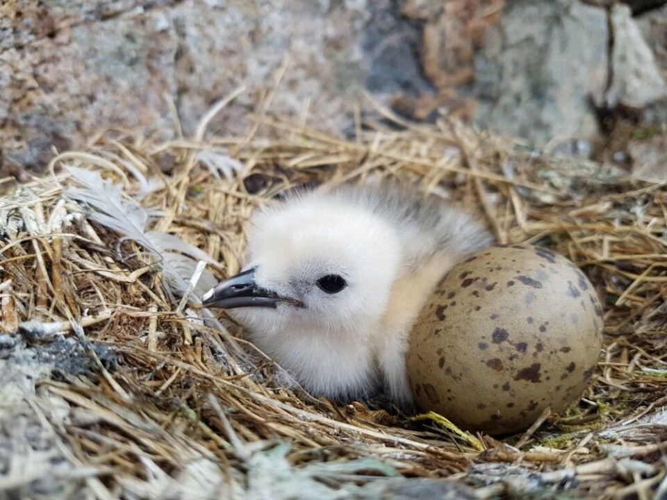 Are there kittiwakes where you live? The best thing you can do is keep your distance and leave them alone. By showing a little consideration, we can ensure that the kittiwake can breed successfully. Photo: Signe Christensen-Dalsgaard / Norwegian Institute for Nature Research