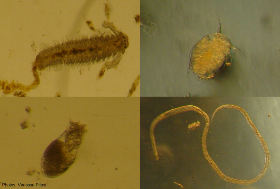 Examples of the tiny animals found within sea ice – bristle worm larvae (top left), wheel animals (bottom left), copepod nauplii (top right), and a roundworm (bottom right). Photos: Vanessa Pitusi / University Centre in Svalbard.