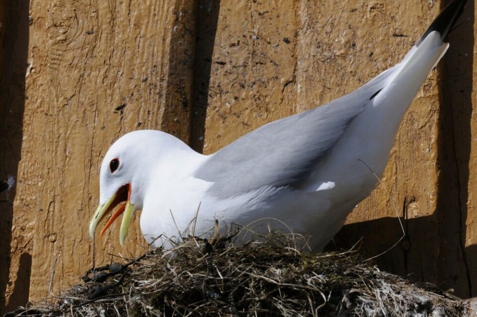Seen close up, the kittiwake is a colourful bird. Photo: Svein-Håkon Lorentsen / Norwegian Institute for Nature Research