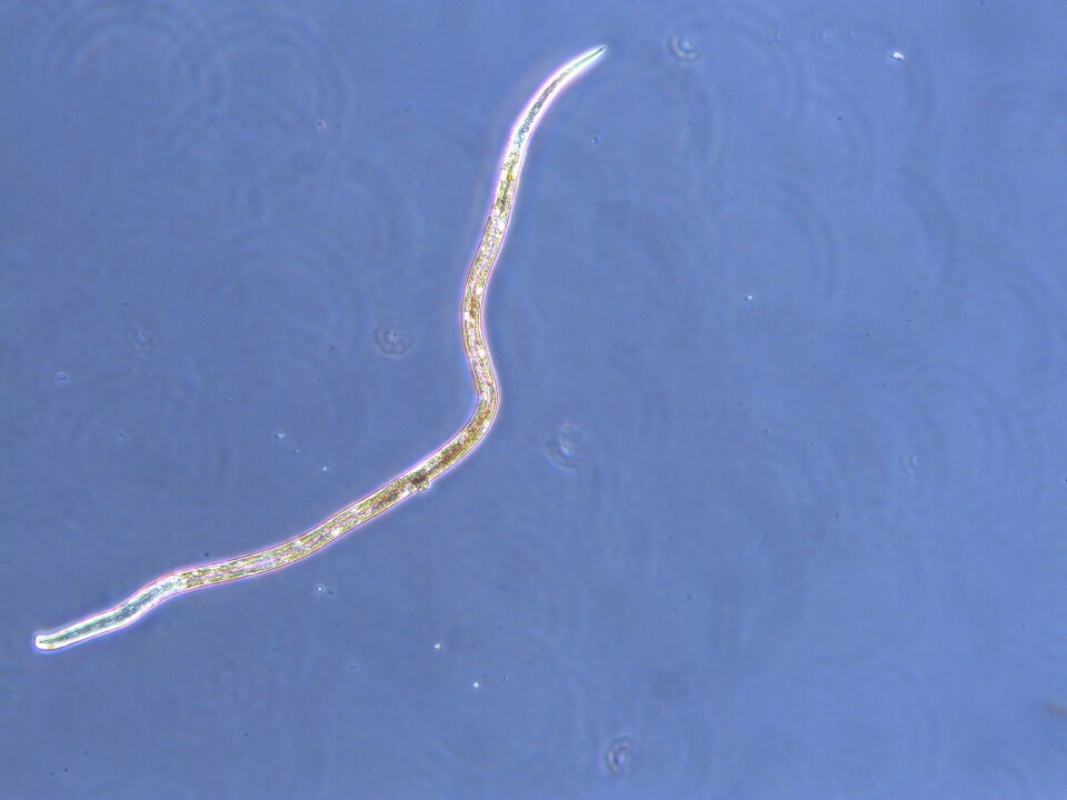 Roundworms (nematodes) are particularly abundant in sea ice. They occur there as eggs, juveniles, and sexually mature adults. Photo: Vanessa Pitusi / University Centre in Svalbard