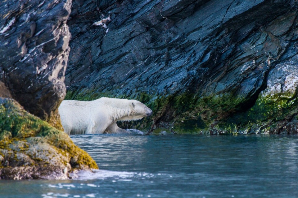 What drives pollutant exposure in Barents Sea polar bears?