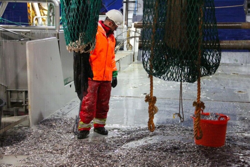 A multitude of samples are taken during the annual Norwegian–Russian ecosystem surveys in the Barents Sea. This photo shows a capelin catch. Photo: Andrey Voronkov / Institute of Marine Research.