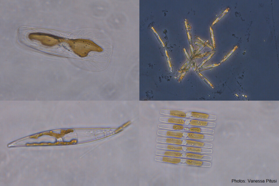 Diatoms are the most important microscopic algae found growing in sea ice. The most abundant is the colony-forming Nitzschia frigida (upper right). The others shown here are also frequently found: Entomoneis sp. (upper left), Pleurosigma sp. (bottom left), Nitzschia promare (bottom right). Photos: Vanessa Pitusi / University Centre in Svalbard.