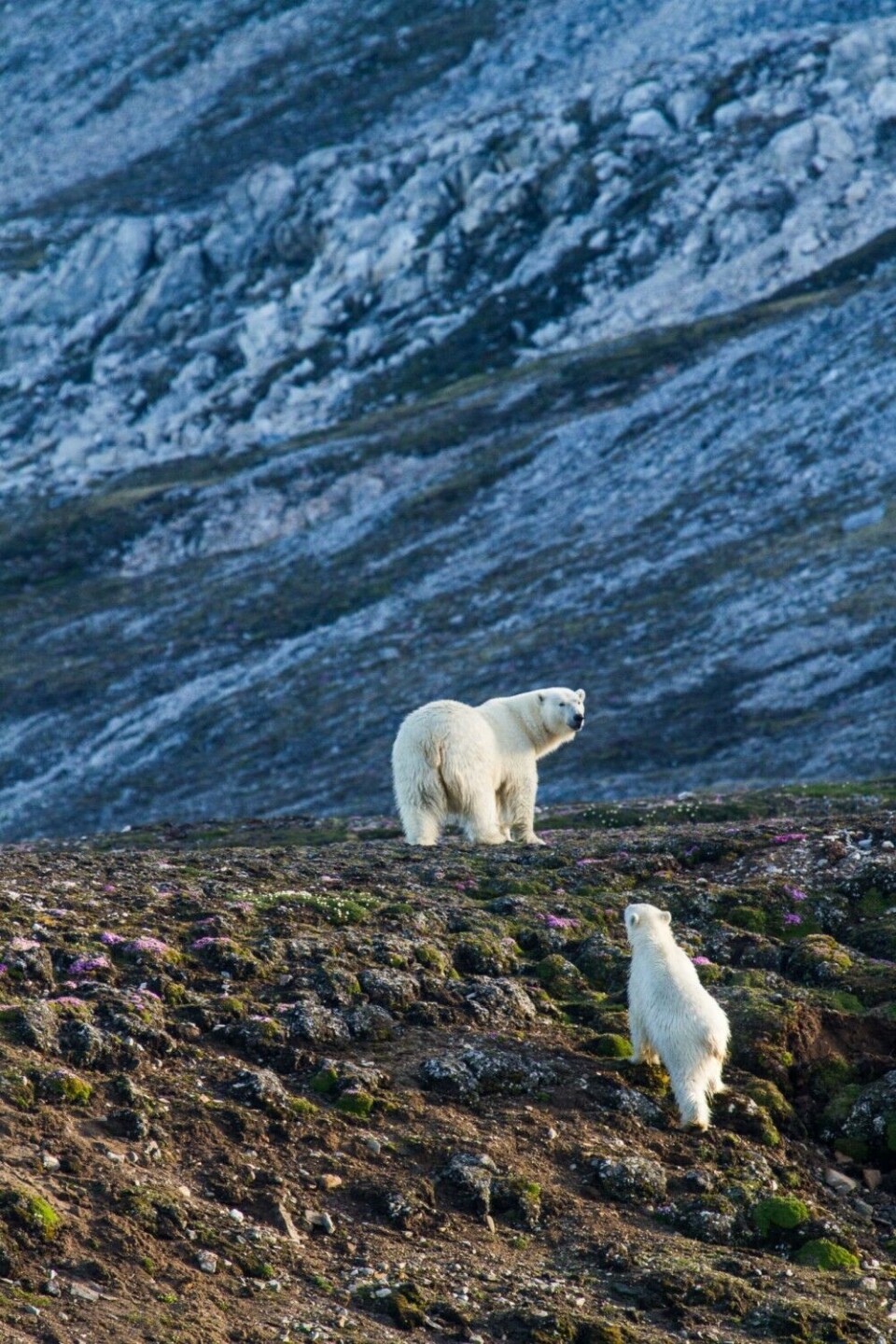 A female polar bear and her cub. Since she was observed in summer in Kongsfjorden, on the west coast of Spitsbergen, she is probably a coastal bear. Arctic sea ice, which is the main habitat where polar bears travel, hunt and mate, is declining very fast in the Barents Sea. The loss of sea ice is the greatest threat to polar bears. It is, therefore, crucial to understand how the combined impacts of habitat loss, pollutant exposure, and reduced food availability might affect the bears. Photo: Pierre Blévin
