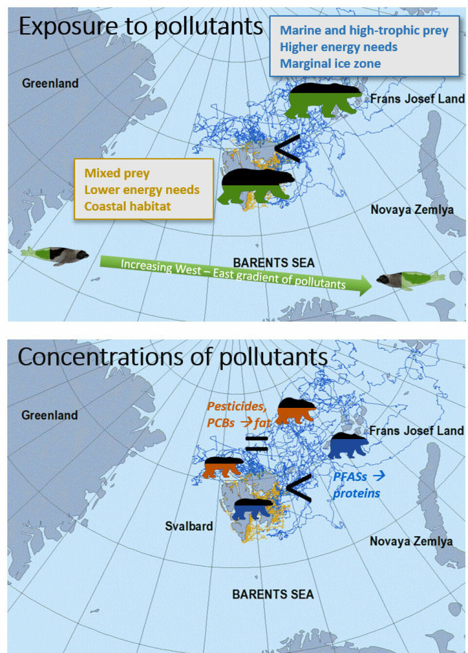 Offshore polar bears in the Barents Sea population are exposed to higher levels of pollutants than coastal polar bears due to differences in feeding habits, energy expenditure and geographical distribution. Concentrations of pollutants that accumulate in fatty tissues are similar in fatter offshore and in thinner coastal bears. Tracks of offshore polar bears are in blue and tracks of coastal polar bears are in orange.