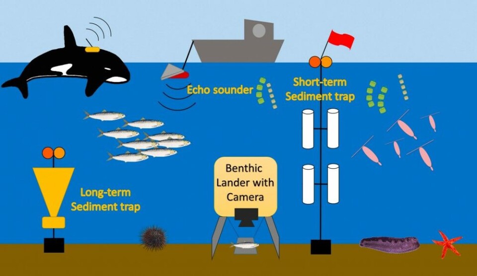ToolsSome of the tools we used to investigate the Kaldfjord ecosystem, from the echo sounder towed behind the boat, traps and landers deployed in the water, to tags to track whale behaviour and movement. Diagram: Ingrid Wiedmann / UiT The Arctic University of Norway