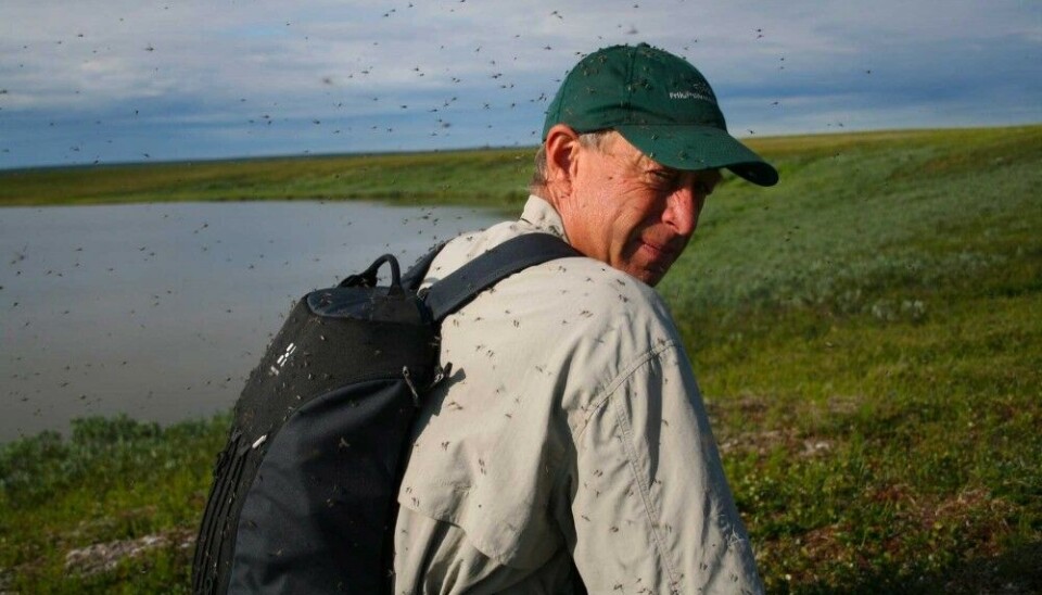 Fieldwork in the Arctic involves a wide variety of challenges, such as these mosquito swarms on the Yamal Peninsula in Russia. Photo: Vasily Sokolov / Arctic Lab Yamal.