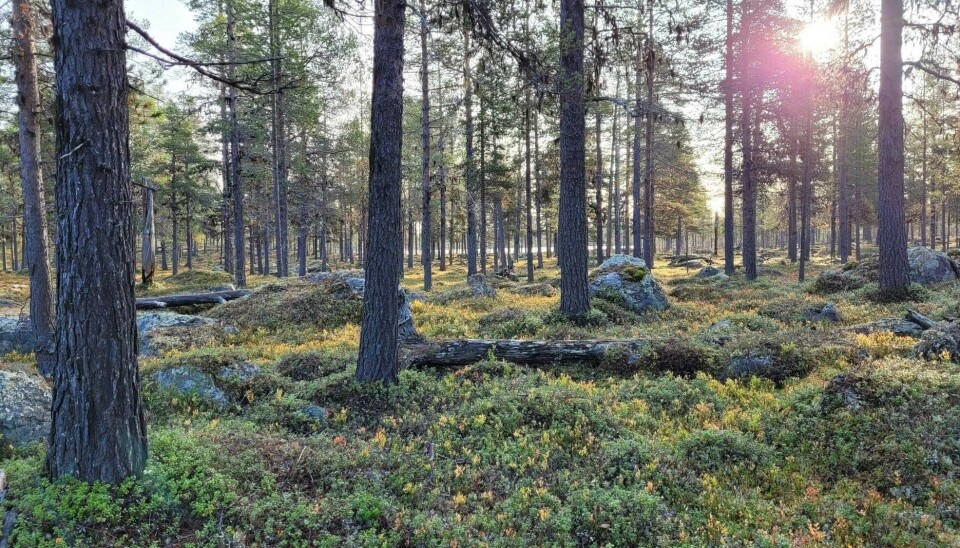 Genetic advancements: monitoring northern Europe’s iconic wildlife species