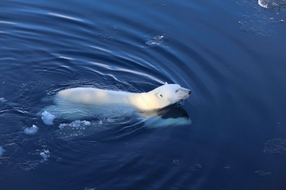 Polar bear or “aquabear”